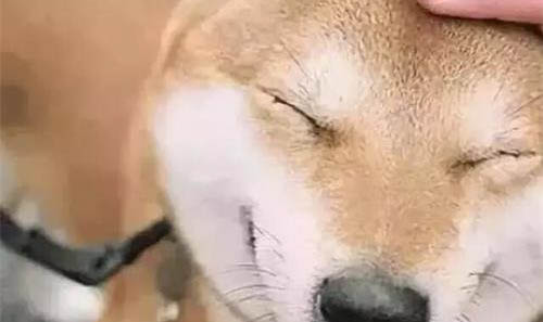 狗瘟好轉(zhuǎn)后腿抽筋是什么原因