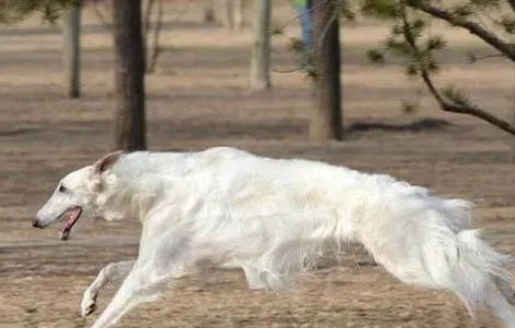 法國狼犬支氣管炎可以洗澡嗎