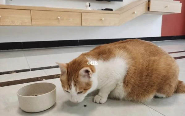 貓咪咳嗽是咋回事呢?