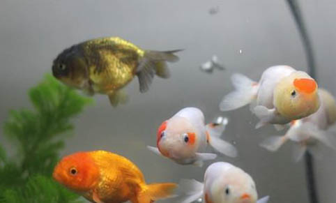 釣魚有哪些魚食