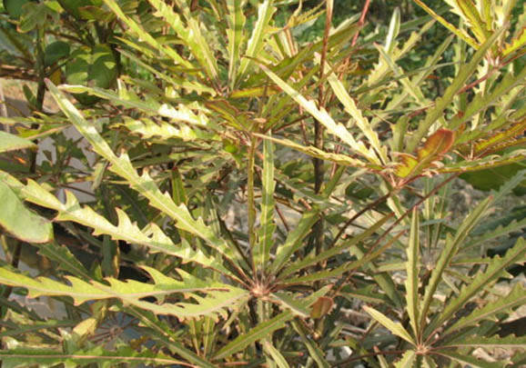 孔雀魚肚子變大是不是懷孕了,如何區(qū)分