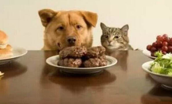 犬瘟傳染需要多久