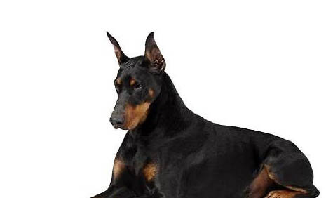 杜高犬老掉毛的原因及處理方法