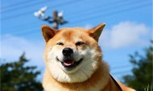 怎么訓練柴犬幼犬