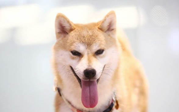 惠比特犬怎么養?注意事項都有哪些?