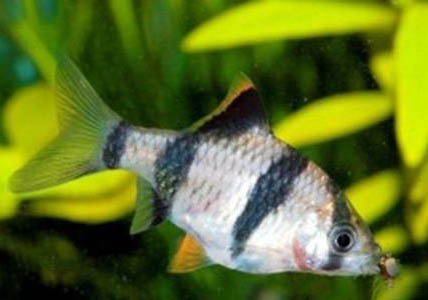 熱帶魚屬于風水魚嗎