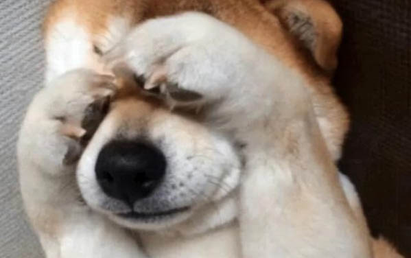 狗能吃紫菜不