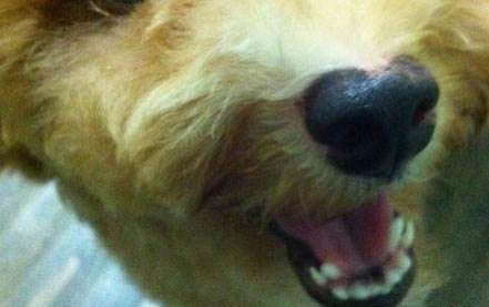 狗狗拉大便不成形怎么回事