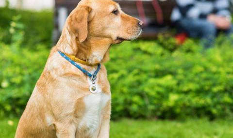 拉布拉多幼犬不吃東西怎么辦