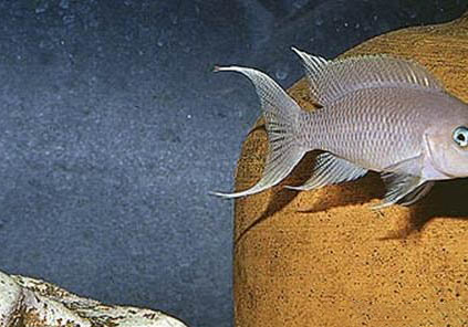 主線1.2子線0.6可以釣鯽魚嗎