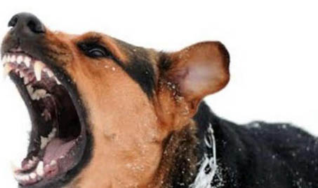 貓打狂犬疫苗不良反應有哪些
