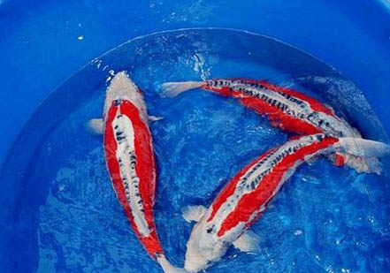 黃金錦鯉和什么魚(yú)混養(yǎng)好