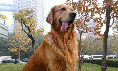 如何輕松幫助金毛犬遠(yuǎn)離螨蟲(chóng)傷害