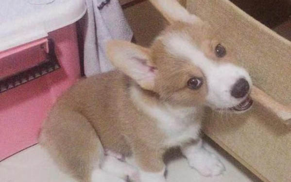 為什么狗狗打架厲害呢