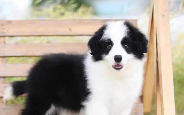英國古代牧羊犬拉丁名稱