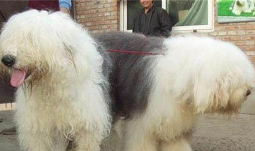 狗卡住喉嚨多久會死呢