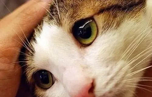 貓尿床的被子怎么處理