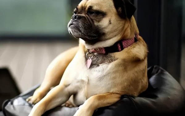 巴哥犬冬天掉毛嚴(yán)重怎么辦