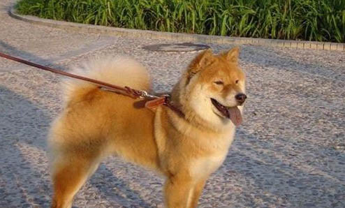 秋田犬可以換主人嗎
