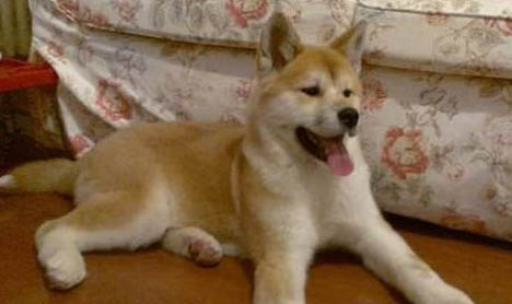養秋田犬需要注意什么