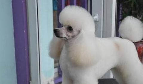 如何自制貴賓犬狗糧