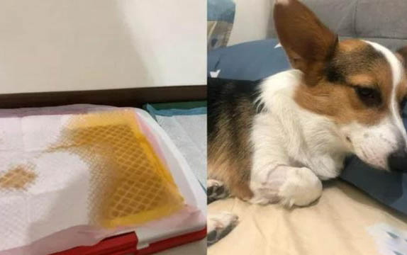 狗狗缺鈣的表現(xiàn)是什么