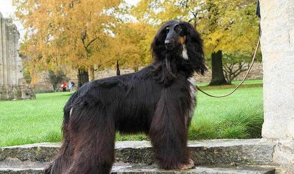 阿富汗獵犬真菌感染的原因及處理方法