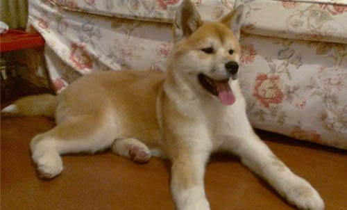 美系秋田犬性格和缺點是什么