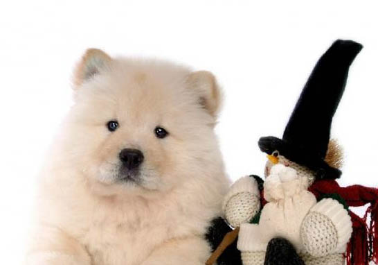 松獅犬幼犬吃什么狗糧好呢