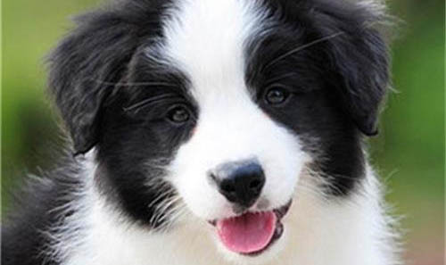 喜樂蒂牧羊犬身上有蟲子用什么藥