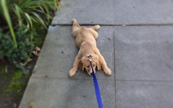 狗狗能不能吃避孕藥