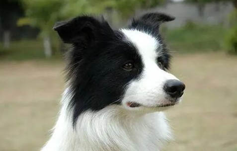 英國(guó)古代牧羊犬細(xì)小病原體引起的注意事項(xiàng)
