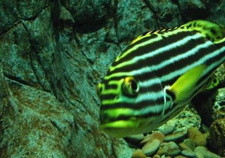 斑馬魚多久喂一次飼料
