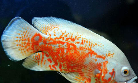 龍睛金魚需要打氧嗎