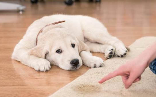 狗瘟死后怎么安葬嗎