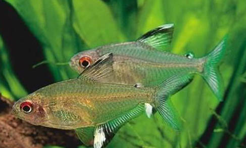 養一條銀龍魚的好處