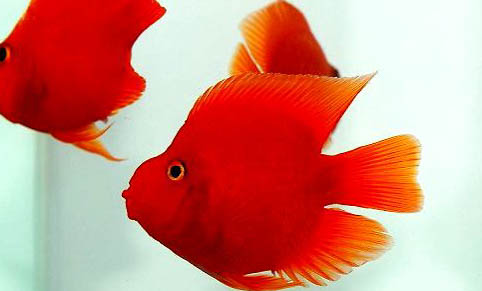 接吻魚需要打氧嗎