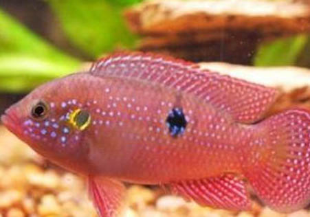 神仙魚魚鰭根部充血