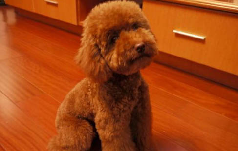 十個不養貴賓犬的理由是什么