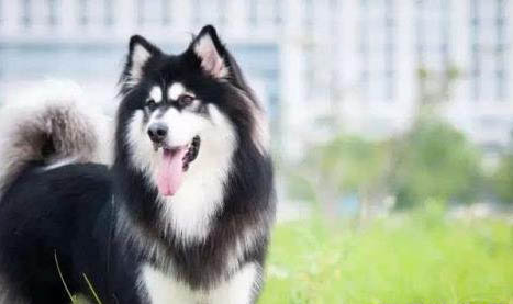狗狗為什么會有結膜炎