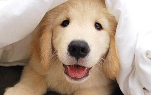 哪里有金毛幼犬賣