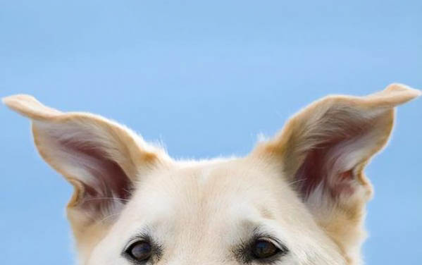 狗狗不能吃的水果