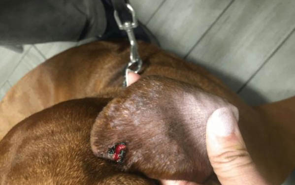 狗狗得了焦蟲病治療后怎么養