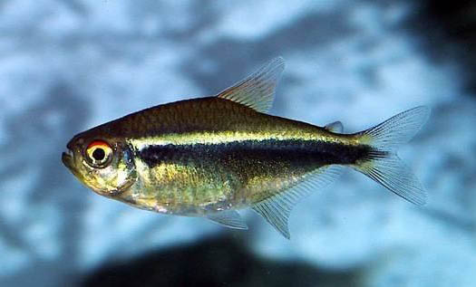 招財魚養(yǎng)幾條好