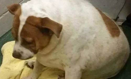 狗狗身上有虱子怎么去除