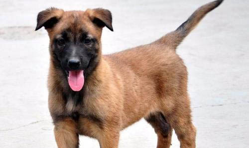 訓練馬犬的基本方法
