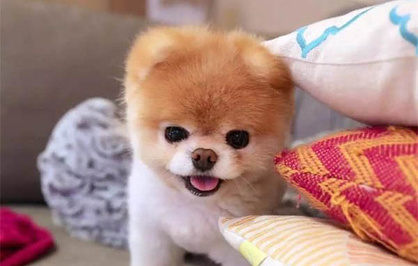 怎么教狗不在家拉屎