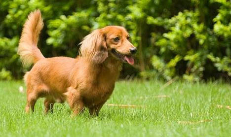 臘腸犬的優點和缺點