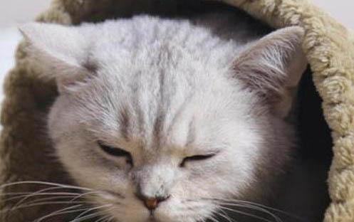 小貓可以吃羊奶泡貓糧