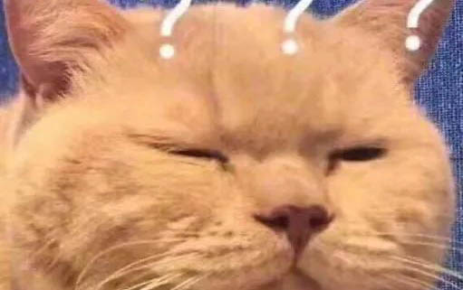 貓咪為什么會不停叫?如何處理?注意事項有哪些?